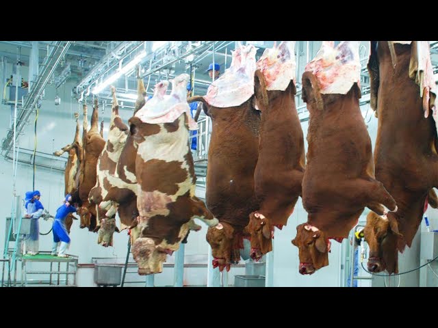 Amazing modern beef slaughter method for sausage production. Incredible poultry farming equipments