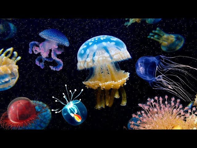 МЕДУЗЫ --- Jellyfish