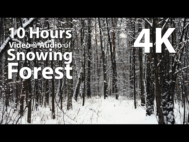 4K UHD 10 hours - Snowing Forest - relaxing, peaceful, calming