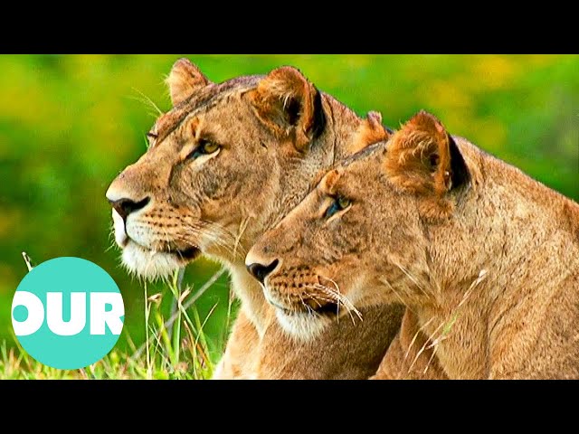 How Lioness Take Over the Lead in the Warthog Hunt | Our World