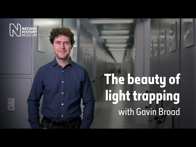 The beauty of light trapping | Natural History Museum