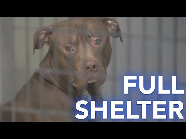 Full Philly shelter seeks forever homes for furry friends