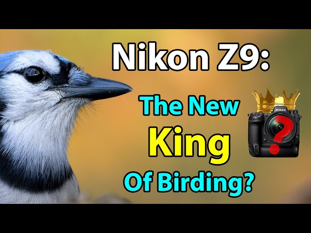 Nikon Z9 + 4.1 Firmware: The New King Of Birding?