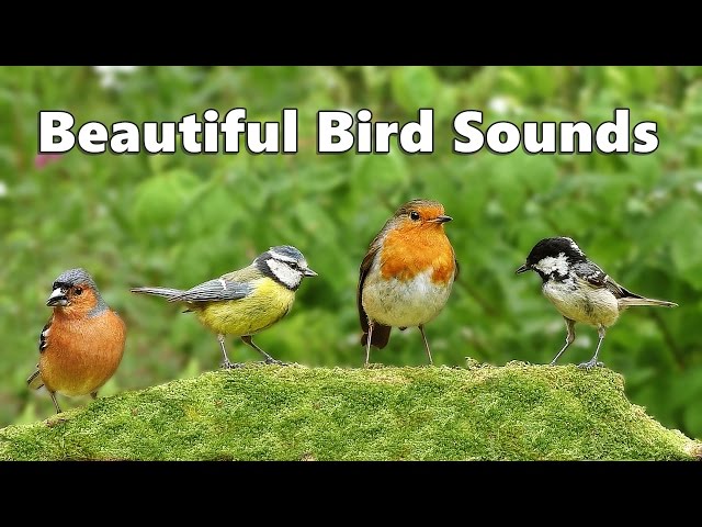 Bird Sounds in An English Forest : ONE HOUR - 鳥の音