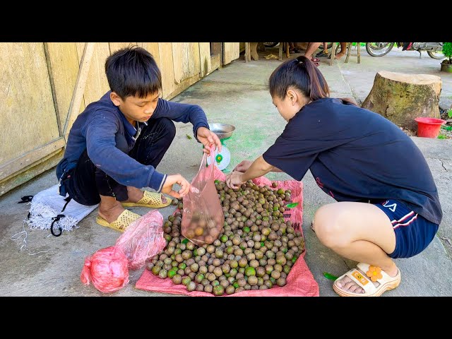 Oeephan Boy - Harvesting Sour Fruits to Sell, Buying Water Pipes to the Farm, Taking Care of Animals