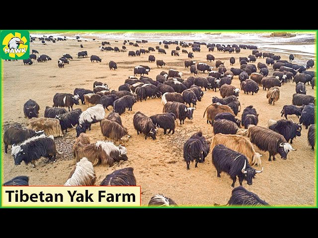 Yak Cows Farming 🐂 How Tibetan Farmers Raise Millions of Yak Cows | Farming Documentary