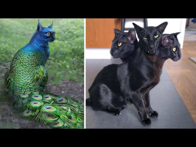 Top 10 Unusual And Abnormally Strange Cats That Actually Exist