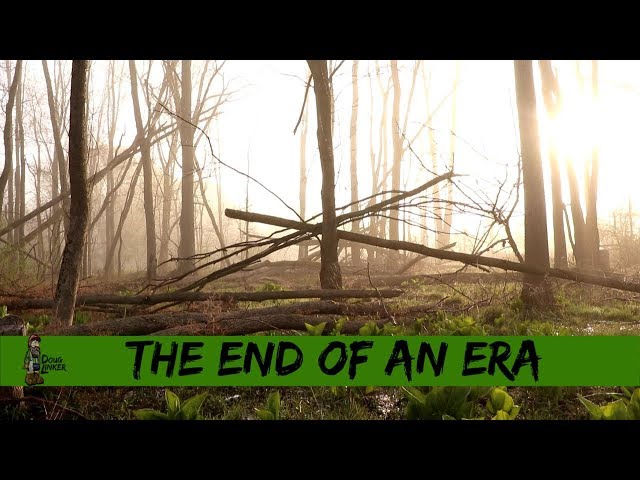 The Emerald Ash Borer vs The North American Ash Tree
