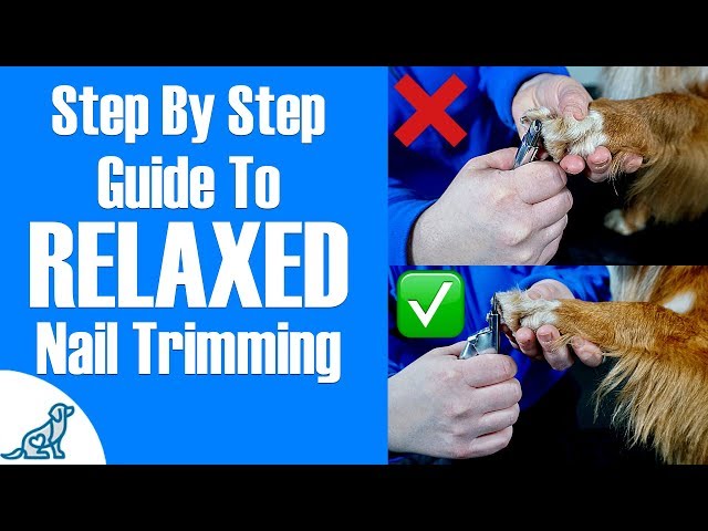 How To Clip Dog Nails - Professional Dog Training Tips