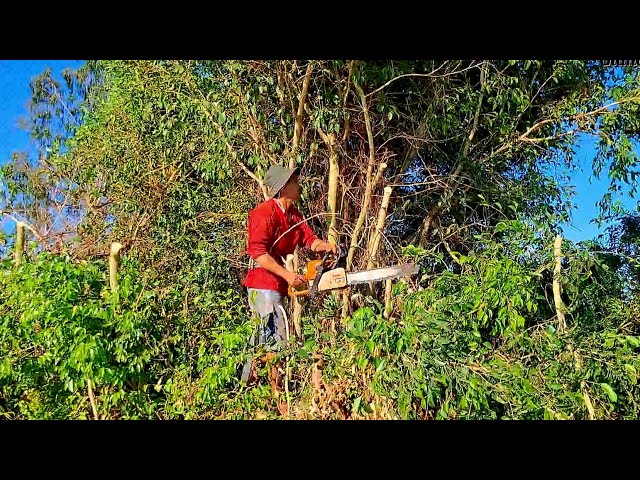 Khó khăn, Cưa bụi cây Xanh um tùm / Difficult, Sawing overgrown green bushes | T593