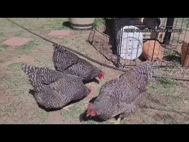 Case of bird flu found in Texas egg factory