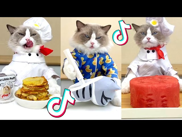 1 HOUR That Little Puff | Cats Make Food 😻 | Kitty God & Others | TikTok 2024 #67