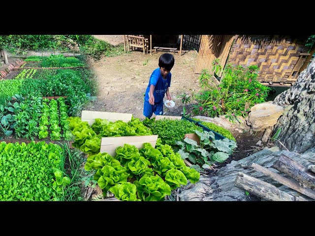 Orphan Boy - Full Video 30 Day Building Farming , Harvest and market sell , diy #survival #boy #diy