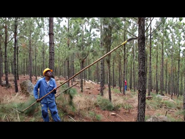 Low and high pruning in pine plantation forests