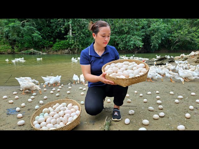 VIDEO FULL: 150 Days Harvest Duck Eggs, Chicken, Fruit | Cooking, Gardening, Farm, Building house.