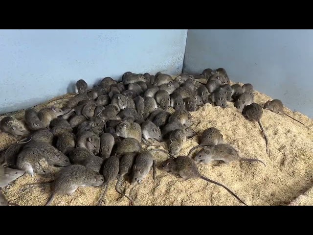 Mô hình nuôi chuột đồng hiệu quả tại nhà