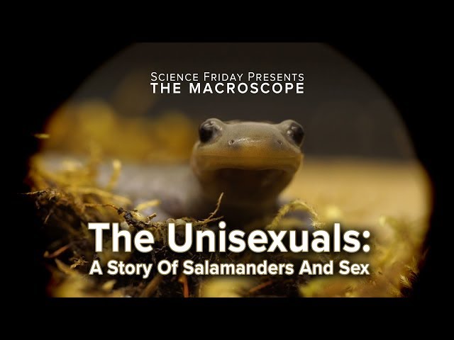 The Unisexuals: A Story of Salamanders and Sex