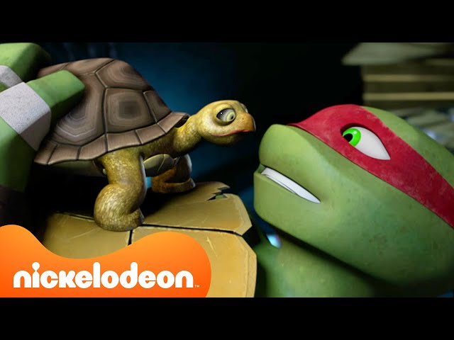 TMNT: Wojownicze Żółwie Ninja | Żółwie przygarniają zwierzaki! 🐢🐱| Nickelodeon Polska