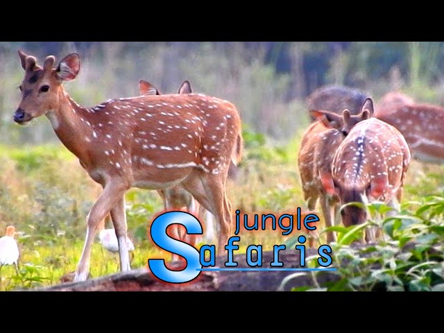 4k  jungle safaris | animal cams  | live animal video relaxing sound | wild animal