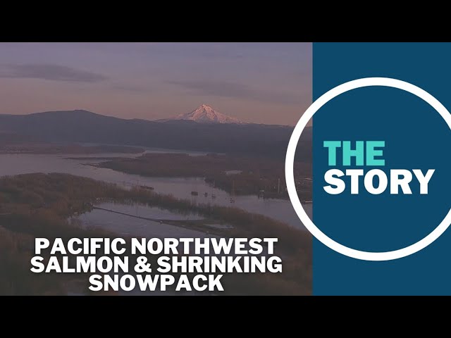 Pacific salmon face no shortage of challenges, shrinking snowpack high among them