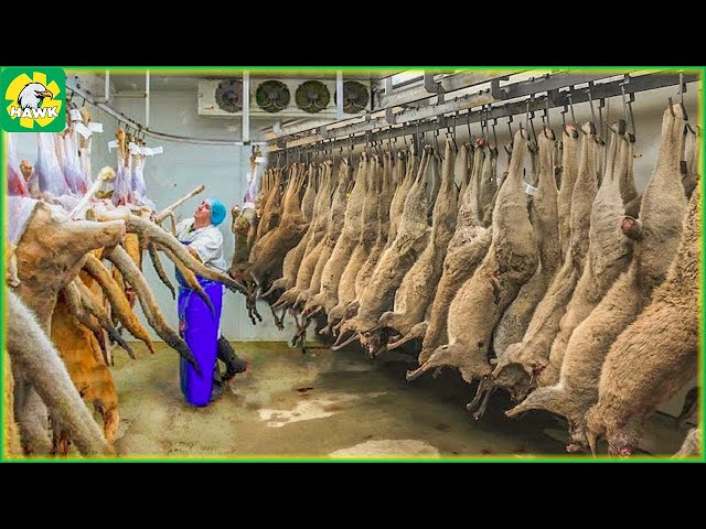 🦘 How Australian Farmers Harvest Millions of Kangaroos - Processing Factory