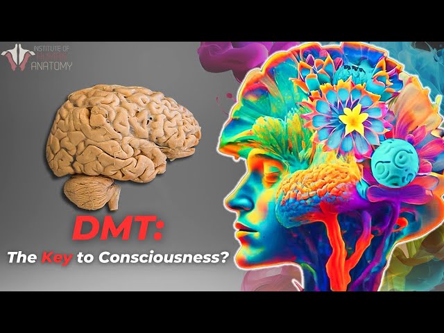 The Profound Potential of DMT