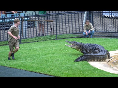 Very Hungry Monty Chases Robert Irwin Around The Crocoseum | Australia Zoo
