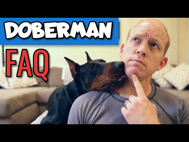 Your Doberman Ownership Questions Just Got ANSWERED!