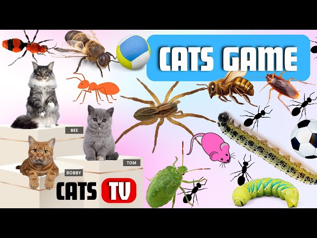 CAT Games | Ultimate Cat TV Compilation Vol 36 | 3 HOURS 🐝🐞🦋🦎🦜🐜🐭🧵