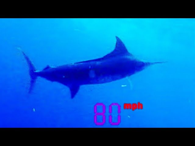 Black Marlin: The Fastest Fish on the Planet  | Ultimate Killers | BBC Earth
