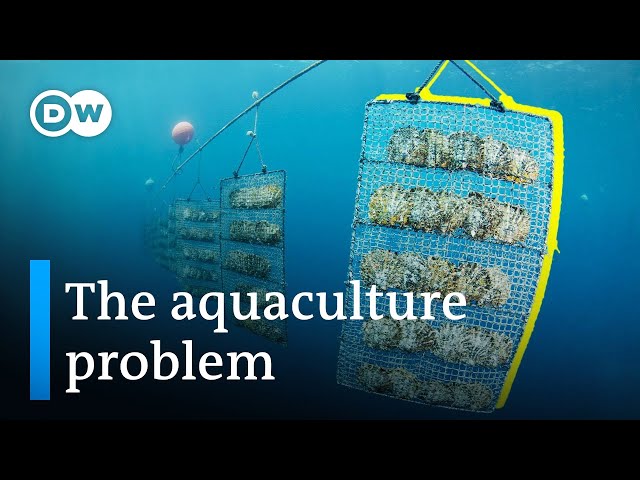 Can we farm the ocean without destroying it?