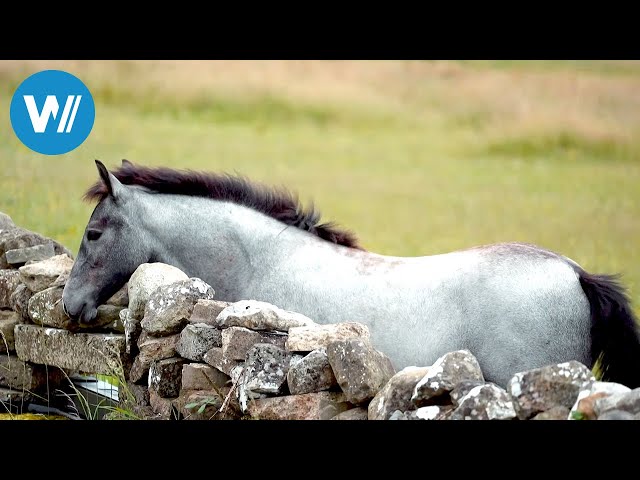 Connemara: Wie das Land, so das Pony (ARTE 360° Reportage)