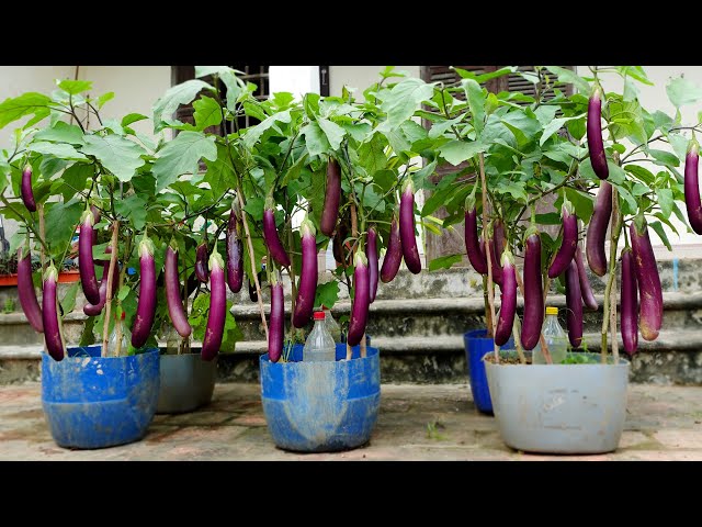 Grow this way and Eggplants produce more fruit than you can imagine