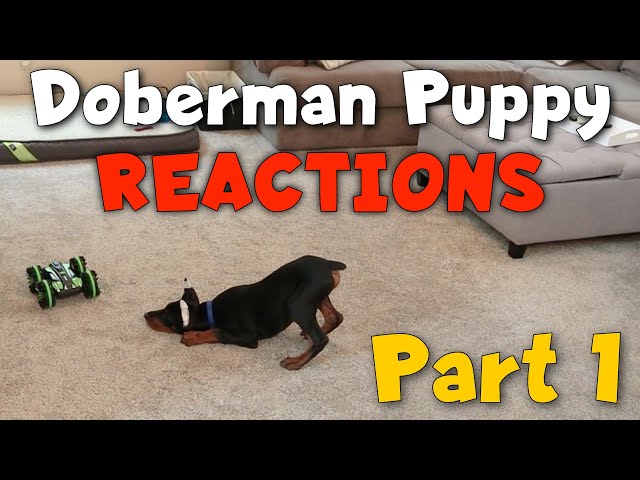 Doberman Puppy Reacts to EVERYTHING (Part 1)
