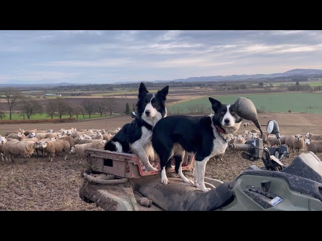 Two incredible collie sheepdogs herding sheep in Scotland
