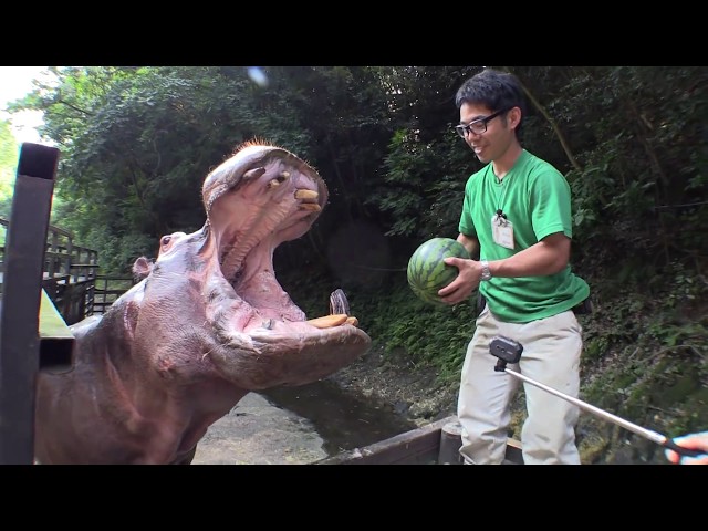 Hippo eat watermelon ASMR