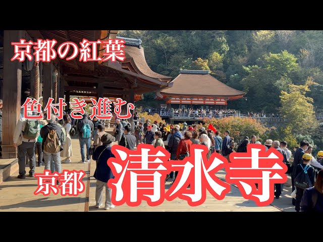 2023年11月14日 色付き進む京都の紅葉🍁 観光客で混雑する清水寺を歩く Walk around Kiyomizu-dera Temple 【4K】