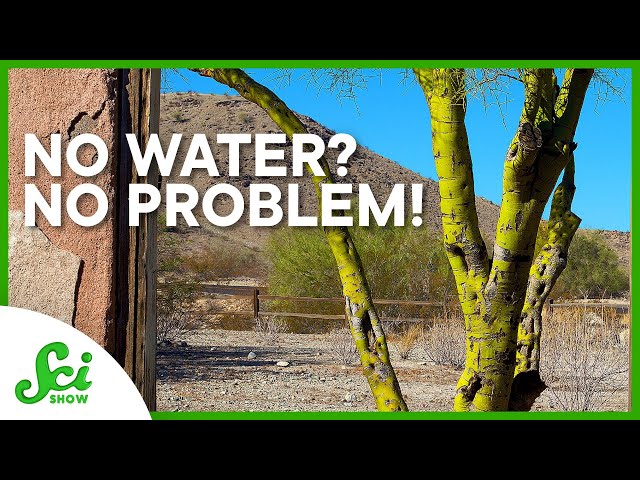 Why Doesn’t the Palo Verde Tree Need Water?