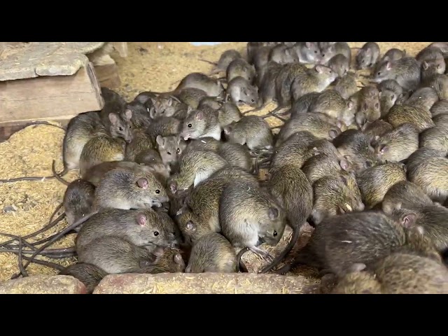 Nuôi chuột đồng miền bắc / tăng cường ngũ cốc cho chuột ăn