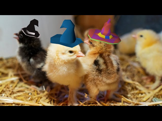 How to Make Magic Water for Your Baby Chickens