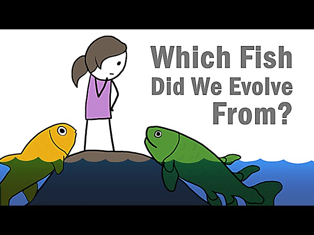 Which Fish Did We Evolve From?