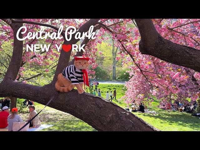 [4K]🇺🇸NYC Spring Walk : Central Park in full Bloom🌸🌹🌼 Shakespeare Garden to Bridle Path/ Apr. 2024