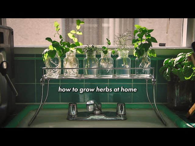 how to grow herbs at home without soil 🌿