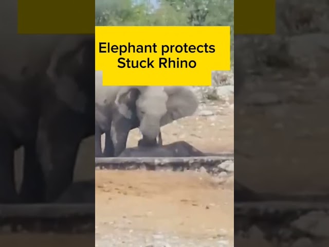 Elephant Shows Mercy in Protecting Stuck RHINO #elephants #elephant #rhino #interestingfacts