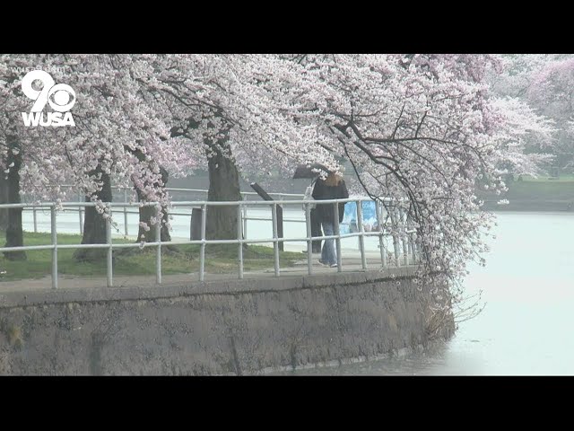 Peak Bloom has arrived | It's A DC Thing