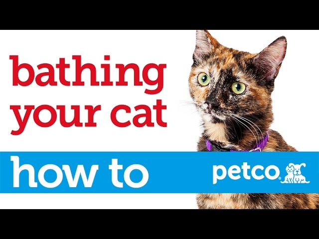 How to Give Your Cat a Bath (Petco)