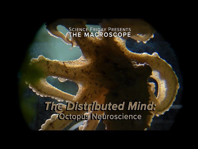 The Distributed Mind: Octopus Neurology