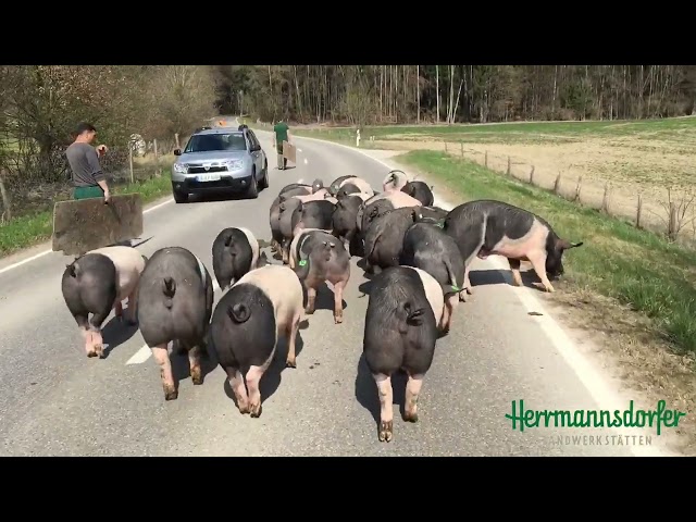 Herrmannsdorfer Schweineaustrieb