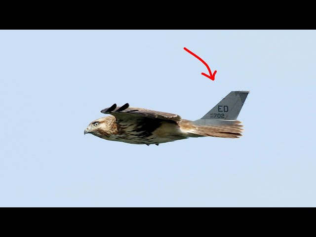 Why birds don't use a vertical fin? | Birds vs Airplanes (the vertical stabilizer)