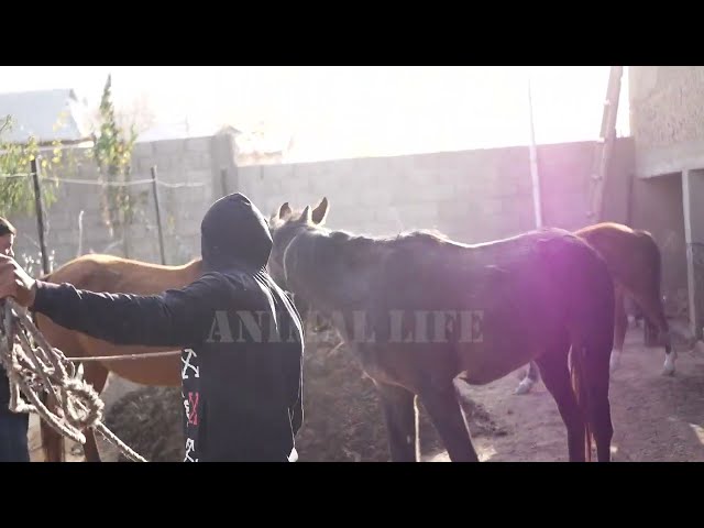 New video about the life horses / Конi Vagavozi 2024